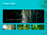 Bamboo Leaves on Blue Background Presentation slide 13