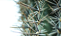 Cactus Thorns Closeup Presentation Presentation Template