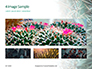 Cactus Thorns Closeup Presentation slide 13