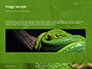 Emerald Python Coiled on Tree Presentation slide 10