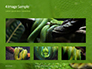 Emerald Python Coiled on Tree Presentation slide 13