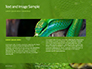 Emerald Python Coiled on Tree Presentation slide 14