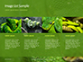 Emerald Python Coiled on Tree Presentation slide 16