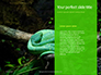 Emerald Python Coiled on Tree Presentation slide 9