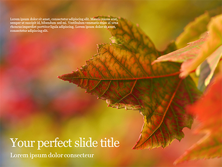 Autumn Maple Leaves Presentation Presentation Template, Master Slide
