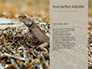 Lizard on the Sand Presentation slide 9