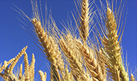 Golden Ears of Wheat Against the Blue Sky Presentation Presentation Template