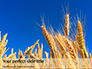 Golden Ears of Wheat Against the Blue Sky Presentation slide 1