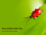 Lily Beetle Sitting on a Green Leaf Presentation slide 1