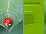 Lily Beetle Sitting on a Green Leaf Presentation slide 9