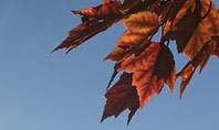 Maple Tree Branch in Autumn against Blue Sky Presentation Presentation Template