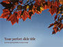 Maple Tree Branch in Autumn against Blue Sky Presentation slide 1
