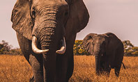 African Elephants Presentation Presentation Template
