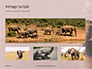 African Elephants Presentation slide 13