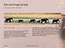 African Elephants Presentation slide 14