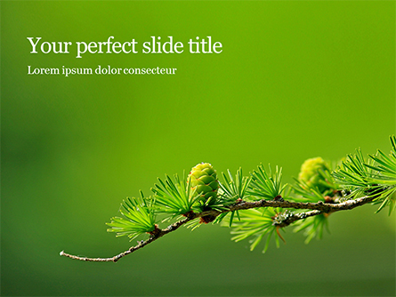 Branch of Larch Tree with Cones Presentation Presentation Template, Master Slide