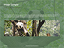 Cute Panda Bear is Sitting on Tree Branch Presentation slide 10