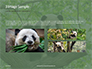 Cute Panda Bear is Sitting on Tree Branch Presentation slide 12