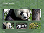 Cute Panda Bear is Sitting on Tree Branch Presentation slide 13
