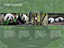 Cute Panda Bear is Sitting on Tree Branch Presentation slide 16