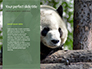 Cute Panda Bear is Sitting on Tree Branch Presentation slide 9