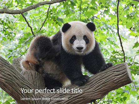 Cute Panda Bear is Sitting on Tree Branch Presentation Presentation Template, Master Slide