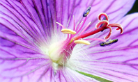 Violet Malva Flower Closeup Presentation Presentation Template