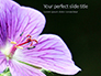 Violet Malva Flower Closeup Presentation slide 1