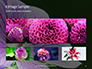 Violet Malva Flower Closeup Presentation slide 13