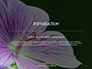 Violet Malva Flower Closeup Presentation slide 3