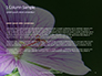 Violet Malva Flower Closeup Presentation slide 4