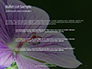 Violet Malva Flower Closeup Presentation slide 7
