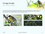 The Blue-Crowned Laughingthrush Among Tree Leaves Presentation slide 12