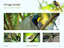 The Blue-Crowned Laughingthrush Among Tree Leaves Presentation slide 13