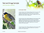 The Blue-Crowned Laughingthrush Among Tree Leaves Presentation slide 15