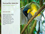 The Blue-Crowned Laughingthrush Among Tree Leaves Presentation slide 9