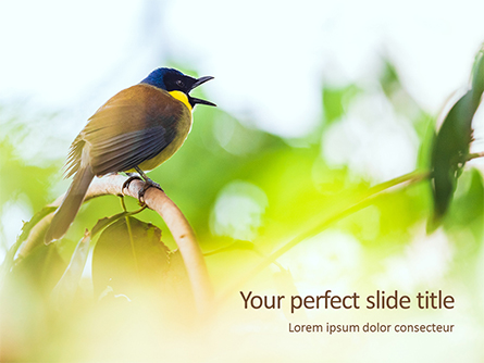 The Blue-Crowned Laughingthrush Among Tree Leaves Presentation Presentation Template, Master Slide