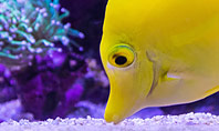 Yellow Tang Fish in Aquarium Presentation Presentation Template