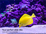 Yellow Tang Fish in Aquarium Presentation slide 1