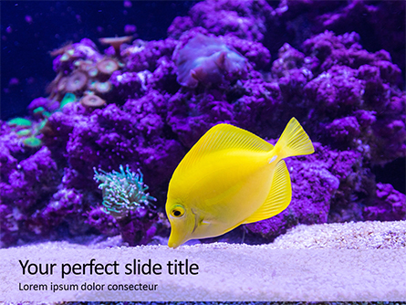Yellow Tang Fish in Aquarium Presentation Presentation Template, Master Slide