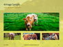 A Glorious Cow on a Green Field Presentation slide 13