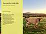 A Glorious Cow on a Green Field Presentation slide 9