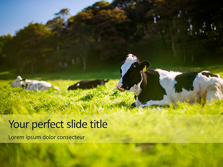 A Glorious Cow on a Green Field Presentation Presentation Template, Master Slide