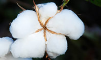 Closeup of Ripe Cotton Plant Presentation Presentation Template