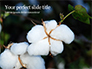 Closeup of Ripe Cotton Plant Presentation slide 1