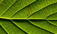 Fresh Green Leaf Texture Presentaiton Presentation Template