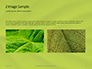 Fresh Green Leaf Texture Presentaiton slide 11