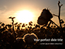 Sunrise Over a Cotton Field Presentation slide 1