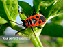 Firebug Pyrrhocoris Apterus on Green Twig Presentation slide 1