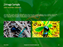 Firebug Pyrrhocoris Apterus on Green Twig Presentation slide 11